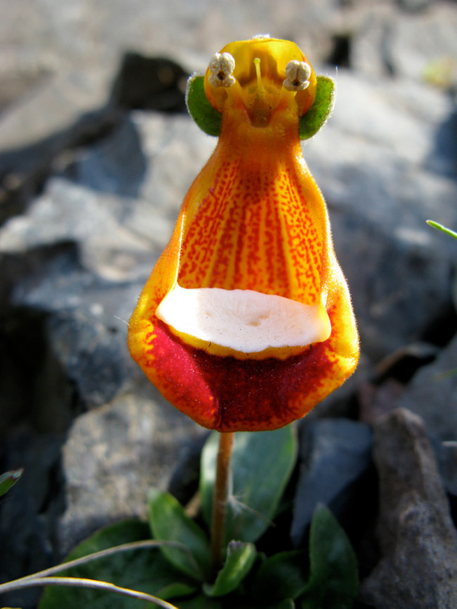 calceolaria_uniflora.jpg