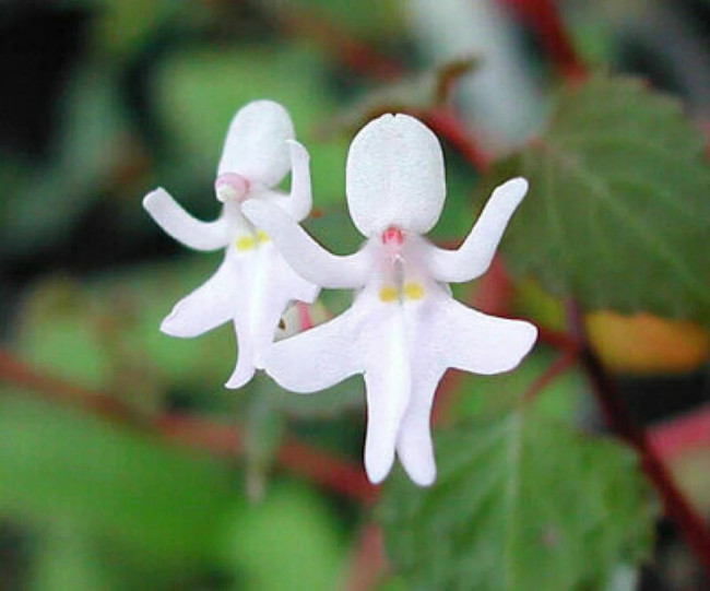 impatiens_beaquertii.jpg