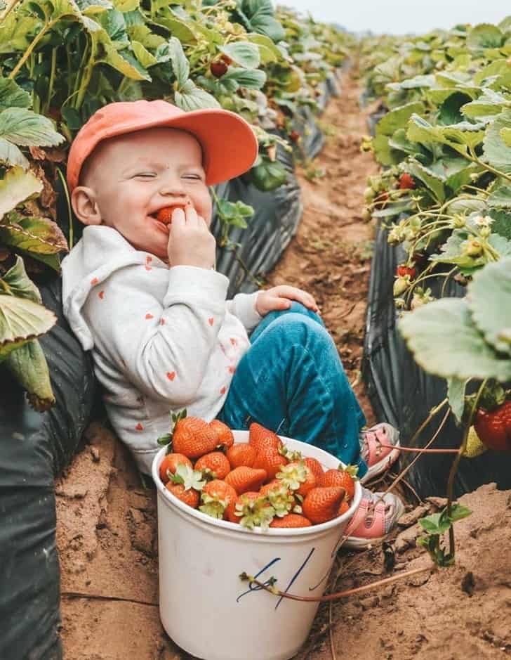 szamócafarm kép