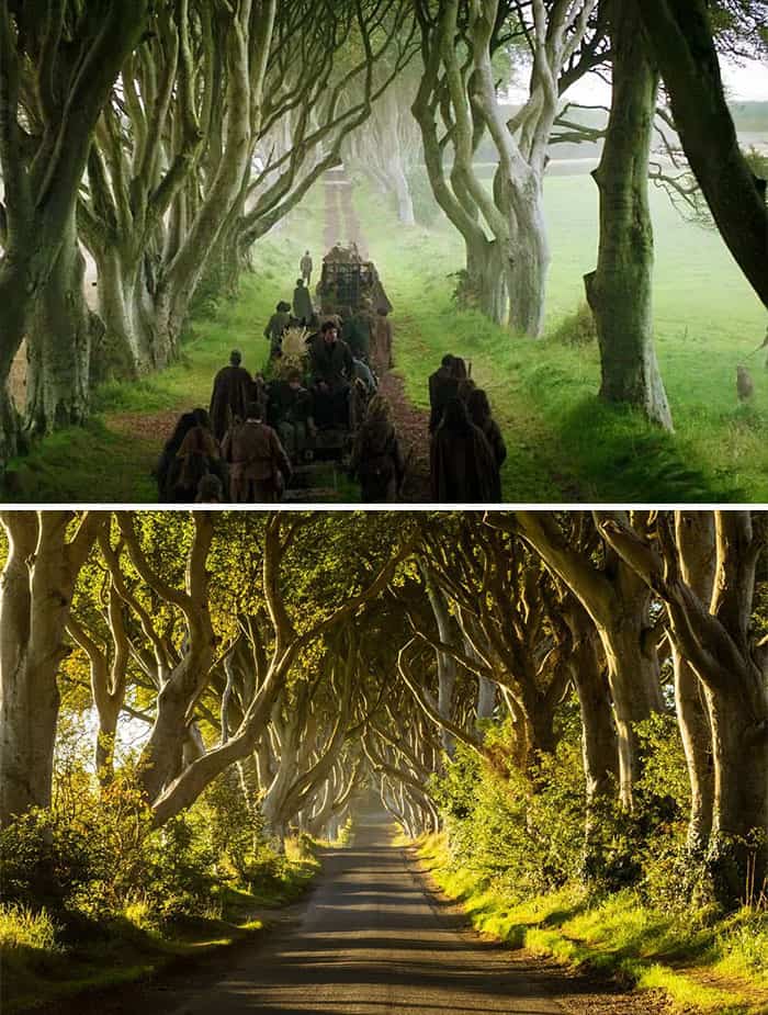 Dark Hedges