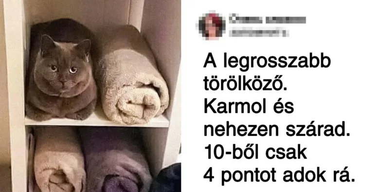 20 állat, akik transzformálódtak és szinte behatódnak a környezetükbe