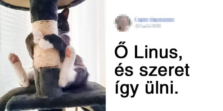 A legfurcsább cicák: 20 meglepő pillanat a macskák életéből