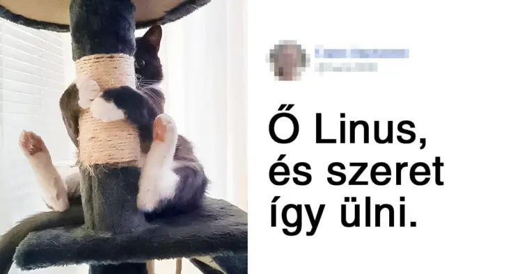 A legfurcsább cicák: 20 meglepő pillanat a macskák életéből