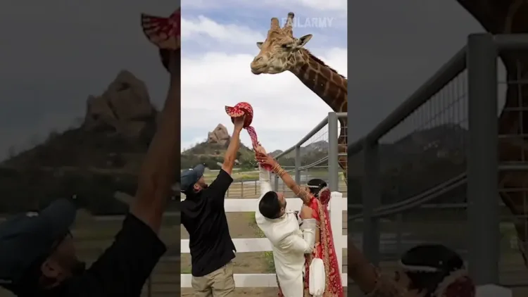 Elviszem… 🦒
 – videó