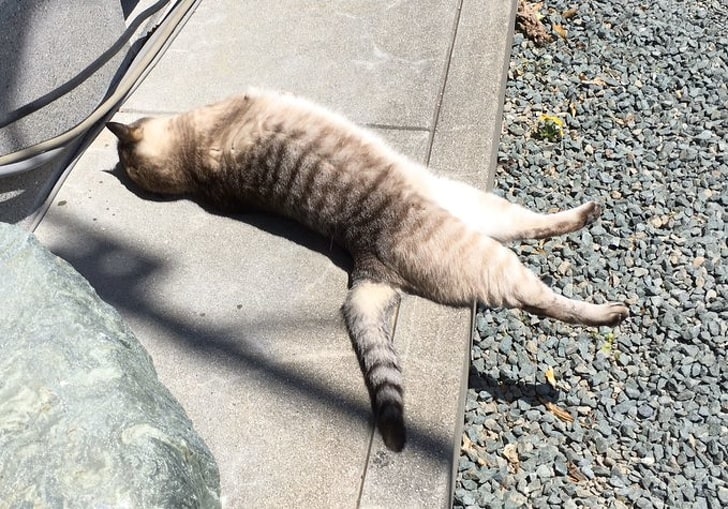 Levitating cat