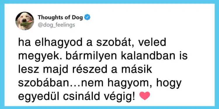 20 olyan kedves kutyagondolat, amit minden gazdi ismer és szeret