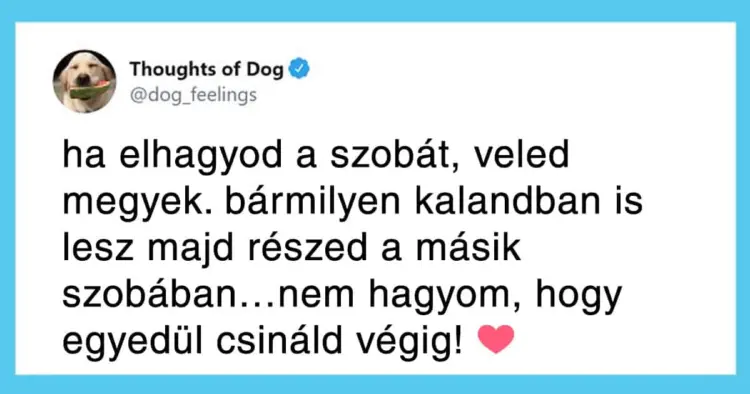 20 olyan kedves kutyagondolat, amit minden gazdi ismer és szeret