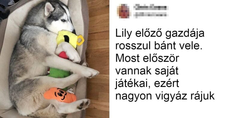 20 Állat, akiket az Élet váratlanul szép meglepetéssel ajándékozott meg