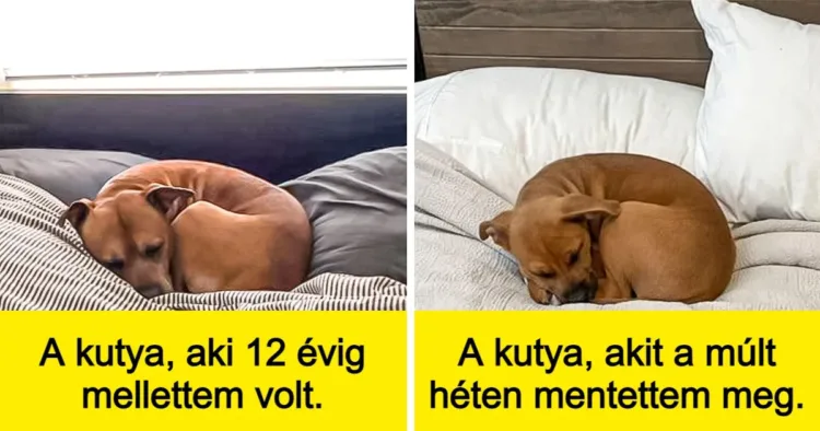 15 látvány, ami garantáltan jó kedvre derít