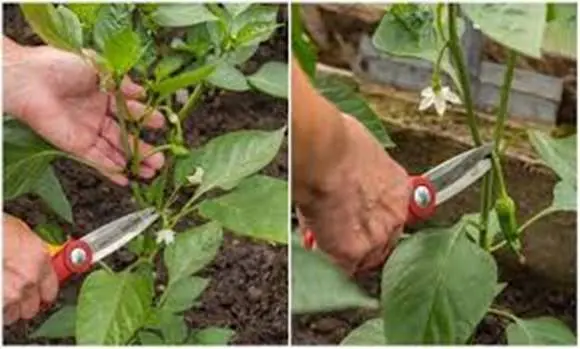 Ha ezt teszed a paprika bokorral, nyár végéig 3-szor annyi termést hoz majd!