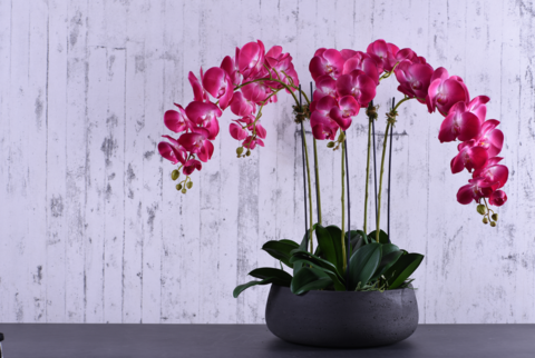 Orchideája hihetetlen virágzási eredményeket érhet el ezzel a jól ismert fűszerrel!