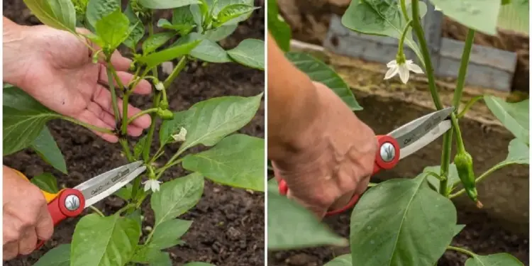 Paprikád gazdag termése: háromszoros eredmény egy apró titokkal