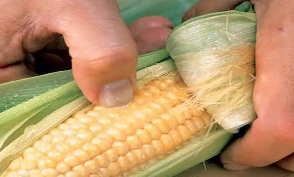 A kukorica titkai: 6 felismerés, amire eddig nem figyeltünk oda!