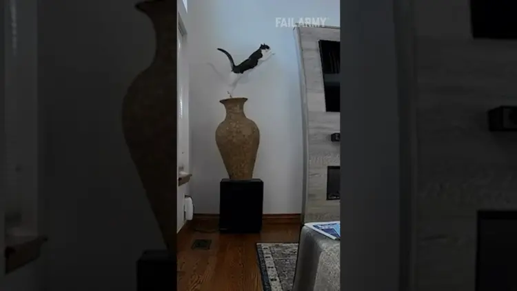 Cat Breaks váza
– videó