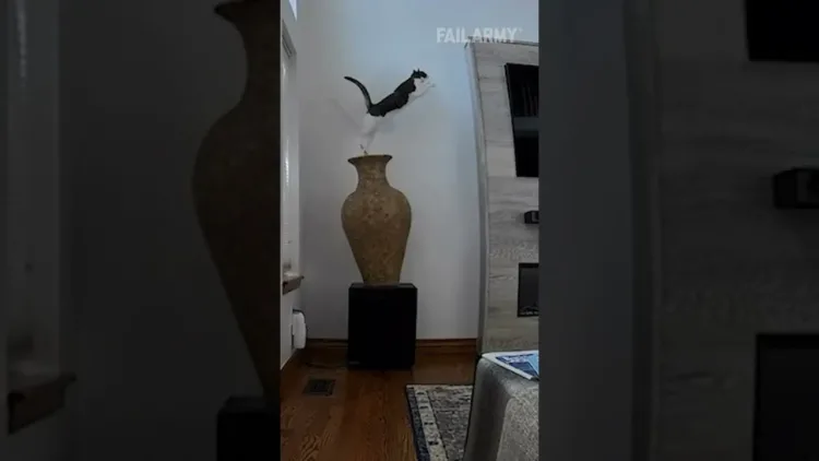 Cat Breaks váza
 – videó