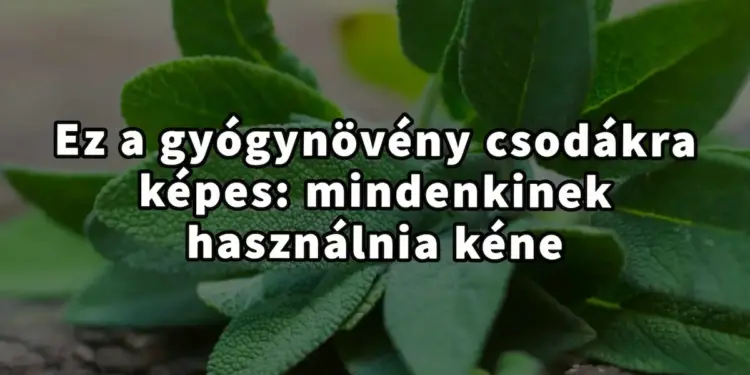 A Zsálya, a természet csodálatos gyógynövénye: A mi titkos egészségügyi fegyverünk