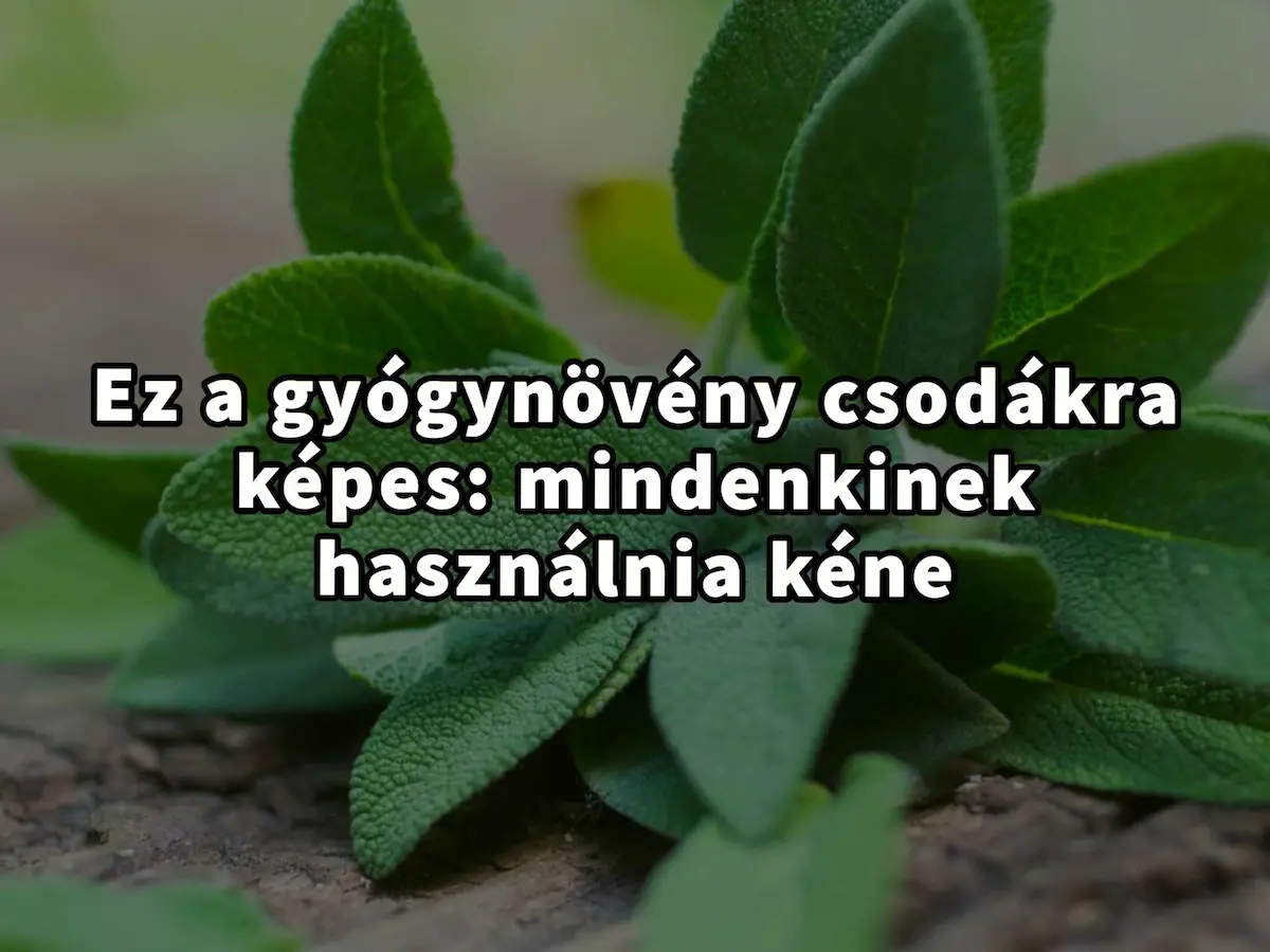 A Zsálya, a természet csodálatos gyógynövénye: A mi titkos egészségügyi fegyverünk