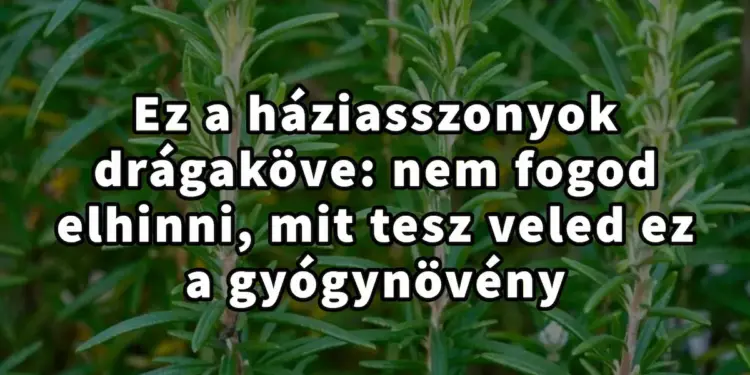 A rozmaring, a háztartás ártatlannak tűnő titkos fegyvere