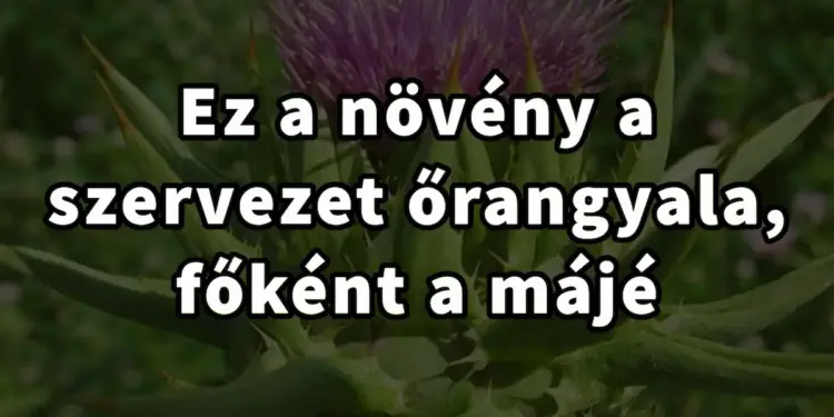 Legyél te is ismerős a máj őrangyalának számító növénnyel!