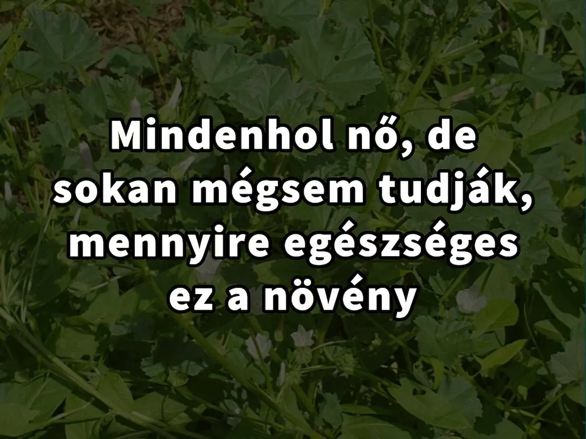 Ez a növény szinte mindenen nő, mégis kevesen tudják milyen jótékony hatásai vannak…