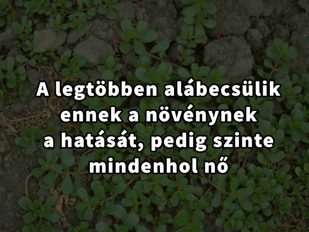 Meglepetés növény az udvarunkban: Ismerje meg a porcsin csodálatos egészségügyi előnyeit!