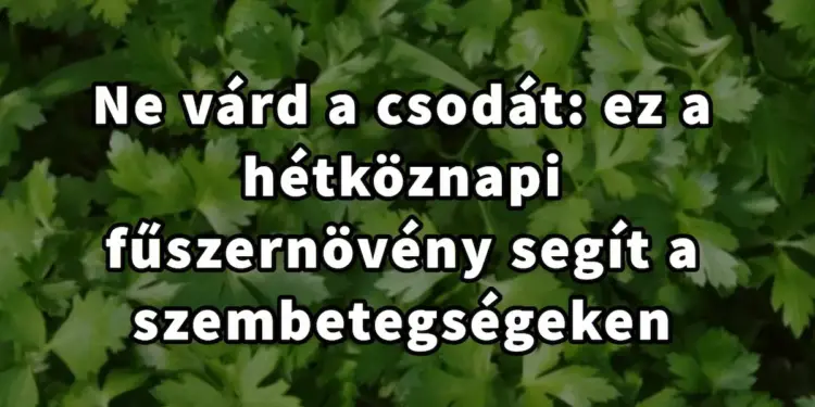 Ne várj varázslatot: ez a gyakori fűszernövény sok szembetegség ellen hatásos!