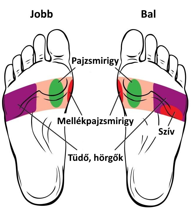 2. zóna diagramja