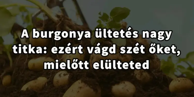 A burgonya ültetés titkos trükkje: Ez az oka, hogy miért kell őket feldarabolni ültetés előtt