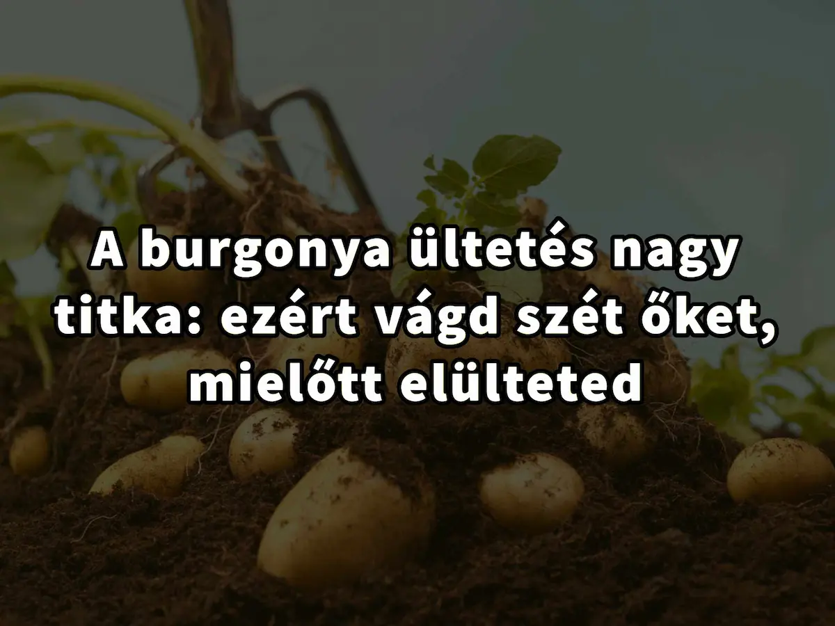 A burgonya ültetés titkos trükkje: Ez az oka, hogy miért kell őket feldarabolni ültetés előtt