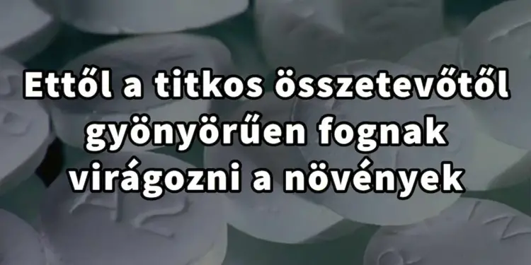 Nincs többé titok – ettől az apró trükktől kivirágoznak a növényeink