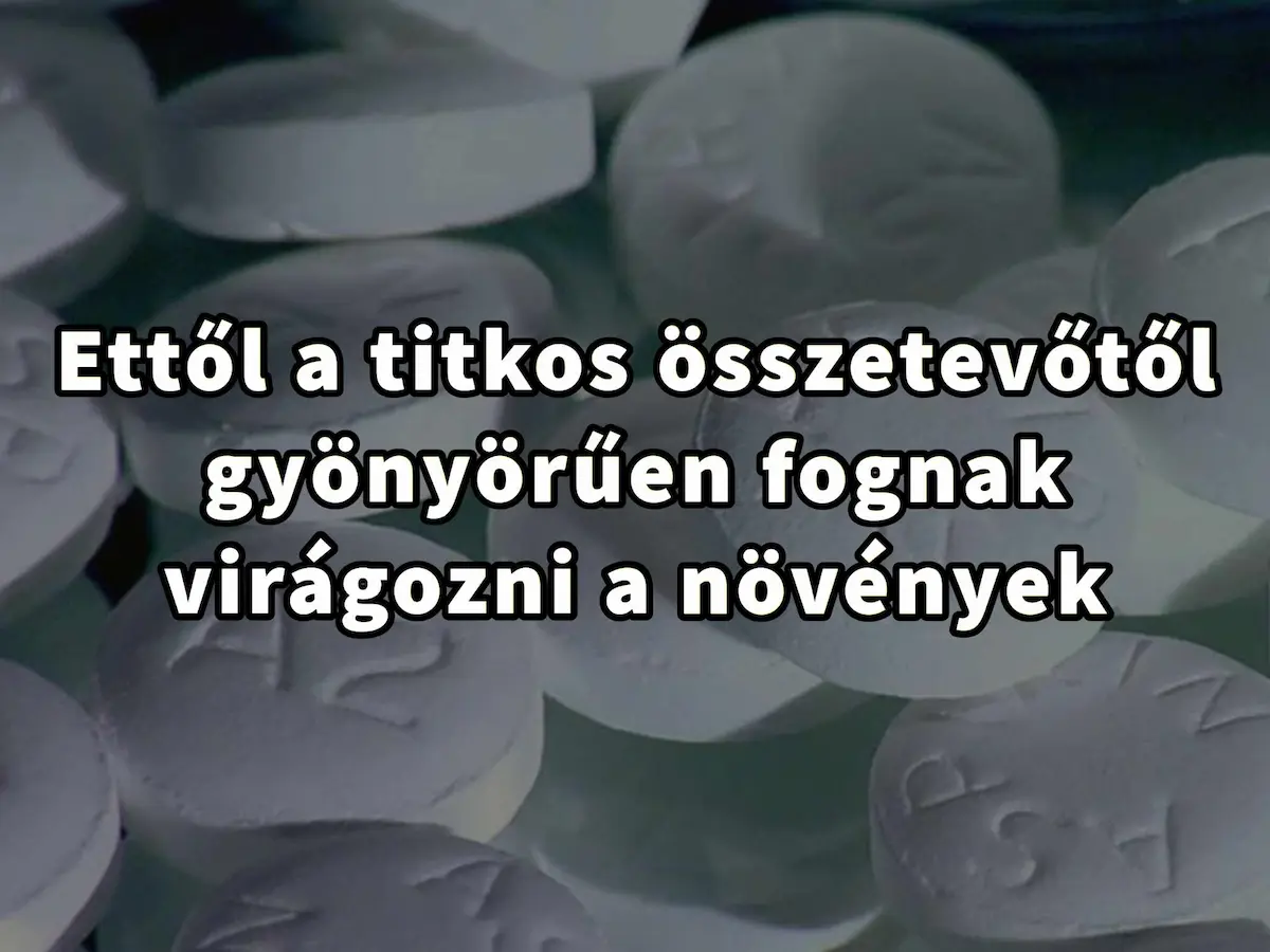 Nincs többé titok – ettől az apró trükktől kivirágoznak a növényeink