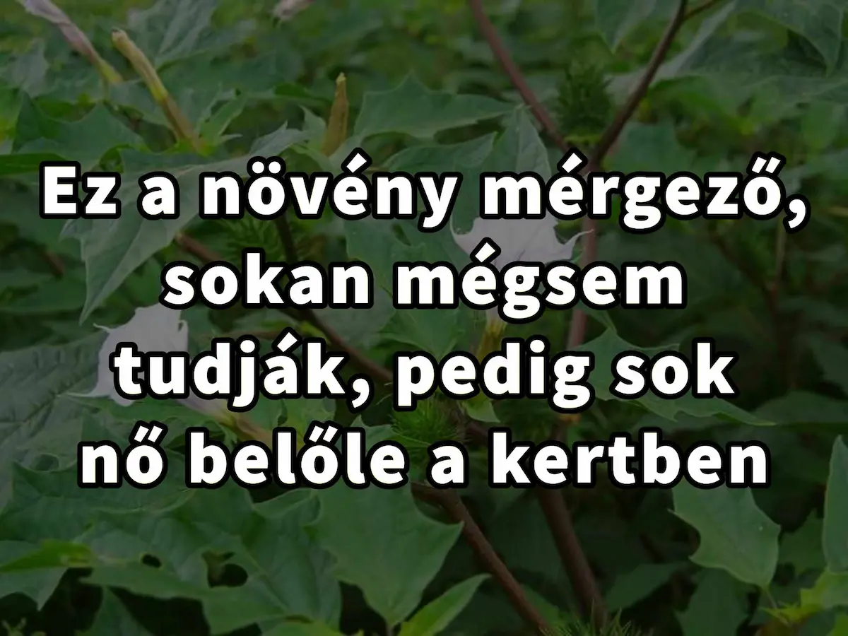 Egy elbűvölő, ám halálos növény mindennapjainkban: A csattanó maszlag valódi arca