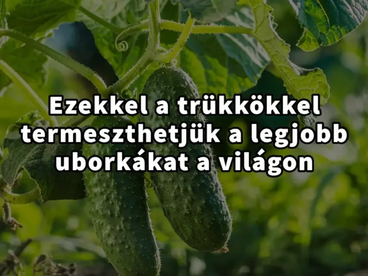 A tökéletes uborkatermesztés titkairól