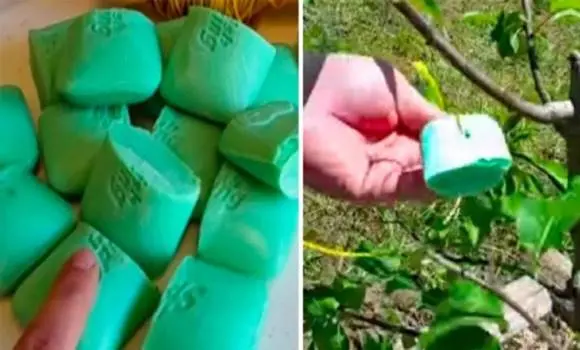Megdöbbentő trükk a kertvédelemért: próbáld ki a szappant!