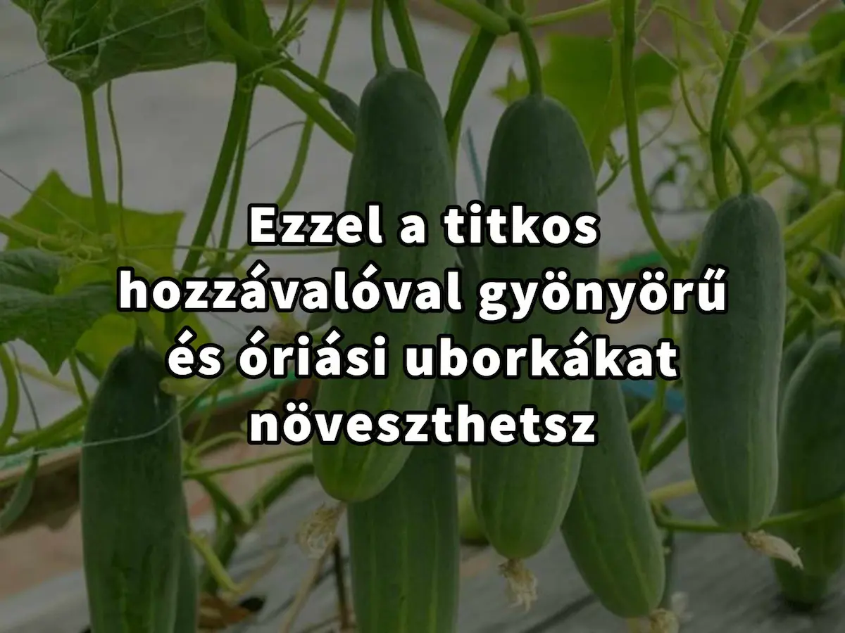 Ezzel a titkos hozzávalóval gyönyörű és óriási uborkákat növeszthetsz…