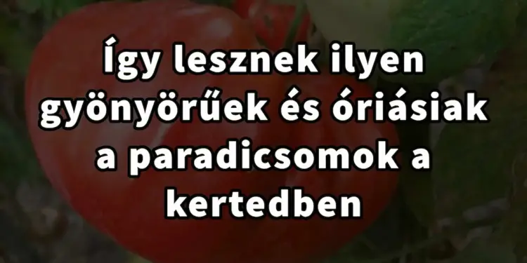 A kertedben virító hatalmas paradicsomok titka: Felfedjük az igazságot!