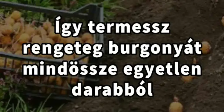 Így neveltél egy egész burgonya termést csupán egy gumóból!