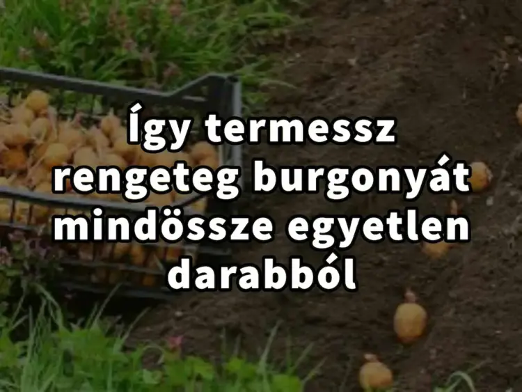 Így neveltél egy egész burgonya termést csupán egy gumóból!