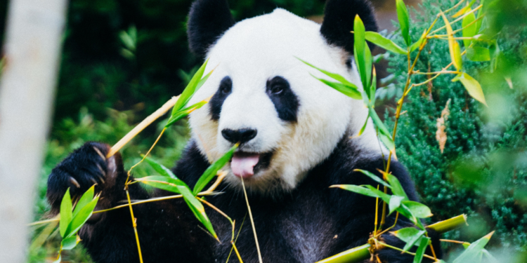 Képtelenség megtalálni a pandát az optikai illúzión – Te látod? |