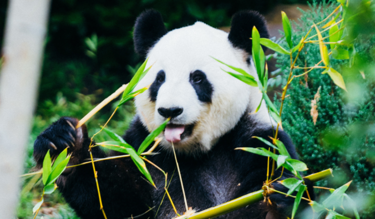 Képtelenség megtalálni a pandát az optikai illúzión – Te látod? |