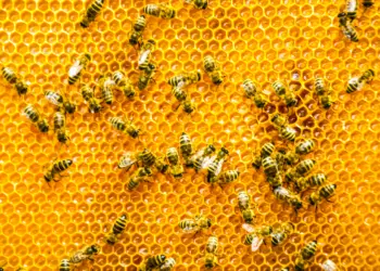 Megtalálod a méhecskét a képen? Fontos dolgot árulhat el rólad! |