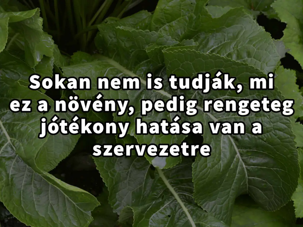 Agyak szívják ki a torma rejlő titkait – Az igazi egészség titkos összetevői