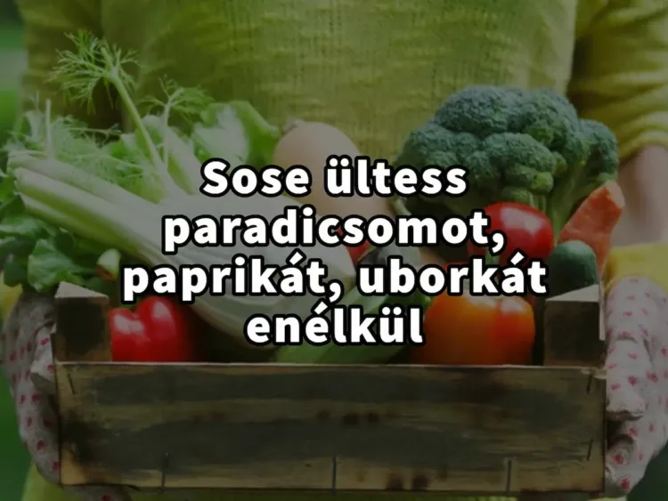 Óriási hiba, ha paradicsomot, uborkát és paprikát ültetsz enélkül…