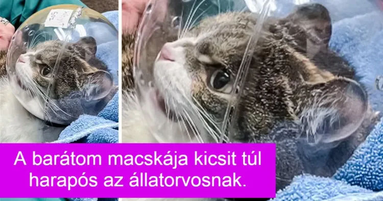 15 csintalan háziállat, akit a pimaszságuk tesz még szerethetőbbé