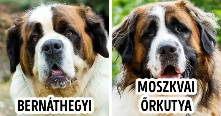 11 kutyafaj, amitől még a legnagyobb kutyabarátok is összekavarodnak