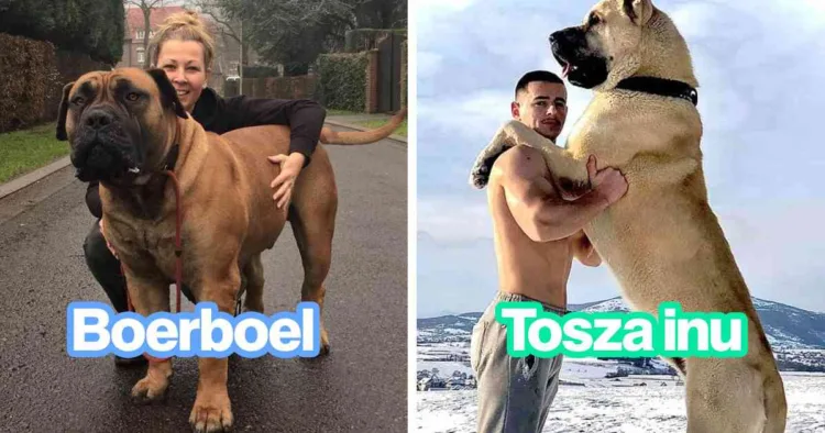 16 herkulesi bicepszű, óriási méretű kutyafajta