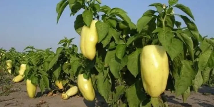 Paprikatermesztés trükkök: Egyetlen tőből évekig teremhet a paprika, ha …