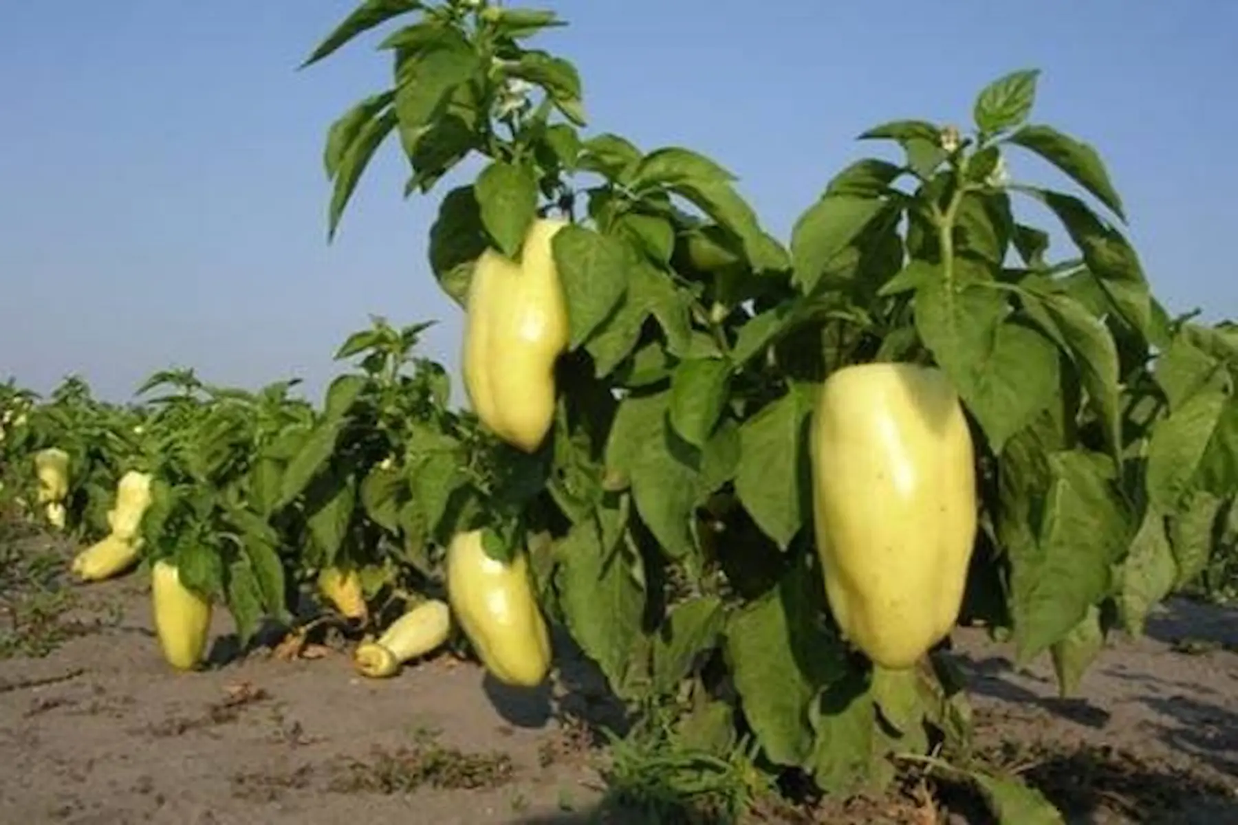 Paprikatermesztés trükkök: Egyetlen tőből évekig teremhet a paprika, ha …