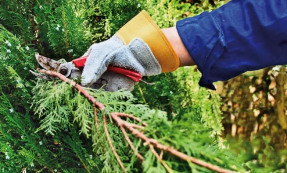 Ősszel végzendő metszés: 11 növény, mely gyökeresen megváltozik