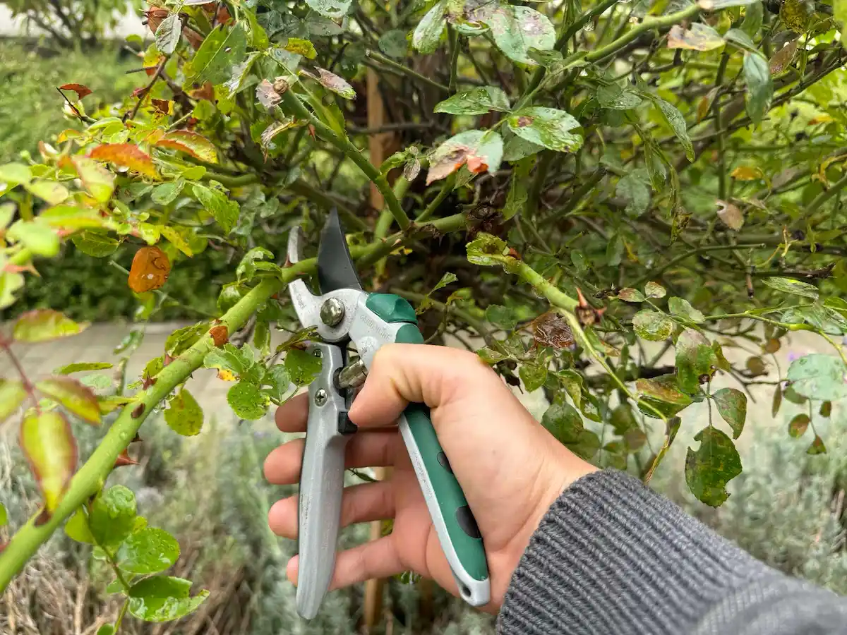 A rózsák megfelelő metszése: a leggyakoribb hibák és a megoldások